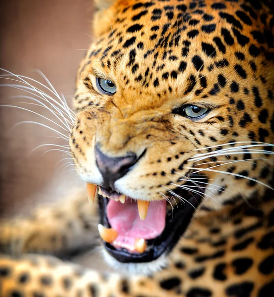 Leopar portre — Stok fotoğraf