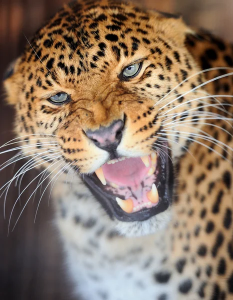 Leopardo — Fotografia de Stock