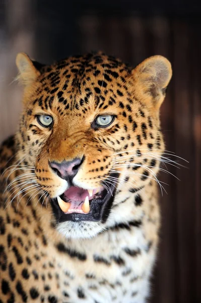 Leopard — Stockfoto