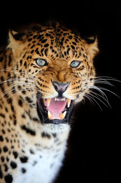 Leopardo — Foto Stock