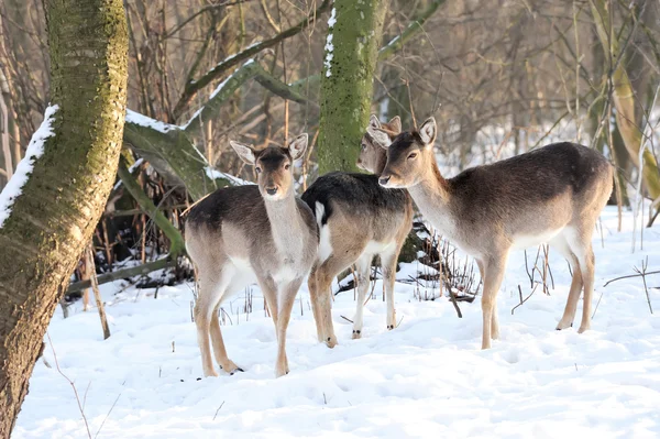 Deer — Stock Photo, Image