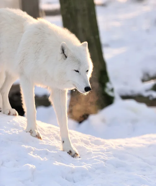 Wolf — Stockfoto