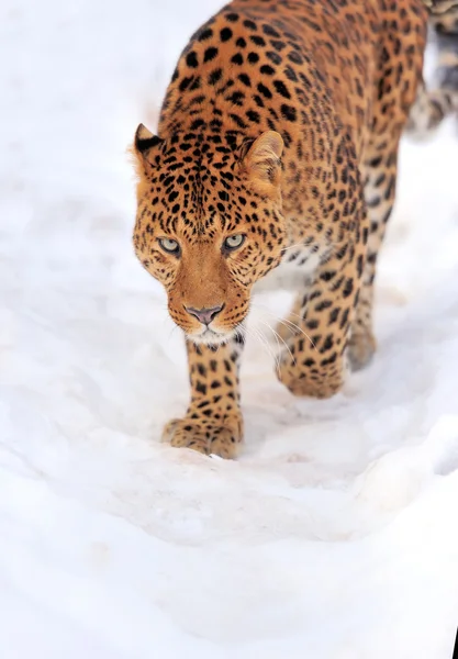 Leopardo — Fotografia de Stock