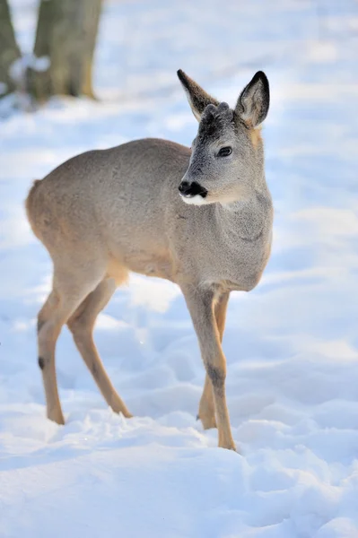 Deer — Stock Photo, Image