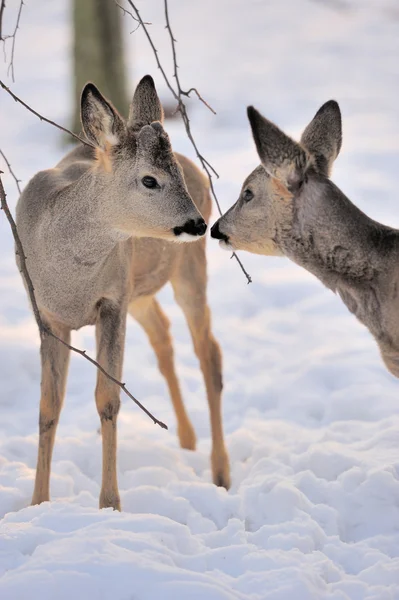 Deer — Stock Photo, Image