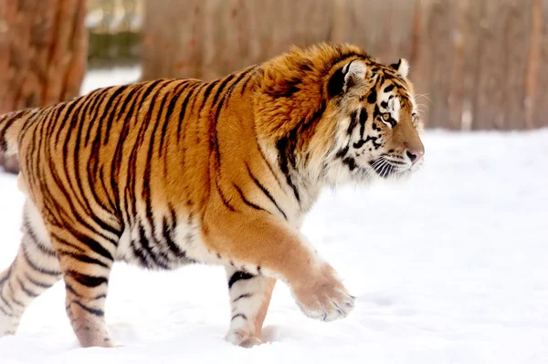 Tiger Stock Image