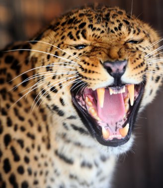 leopar