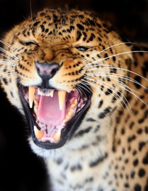 leopar