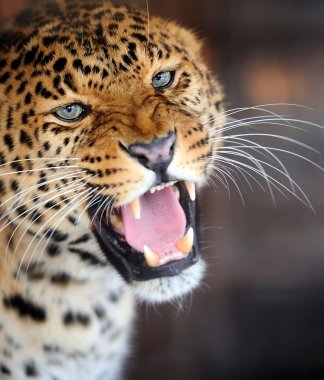 leopar