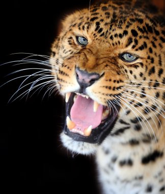 leopar