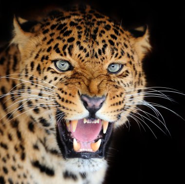 leopar