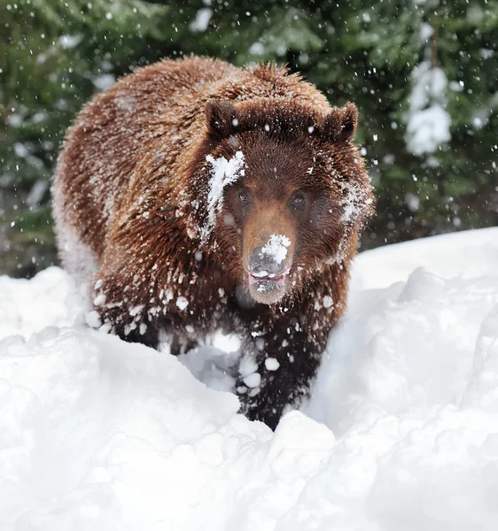 Orso — Foto Stock