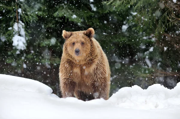 Urso — Fotografia de Stock