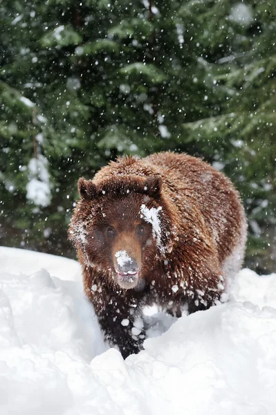 Urso — Fotografia de Stock