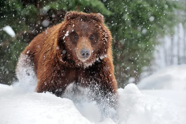 Urso — Fotografia de Stock