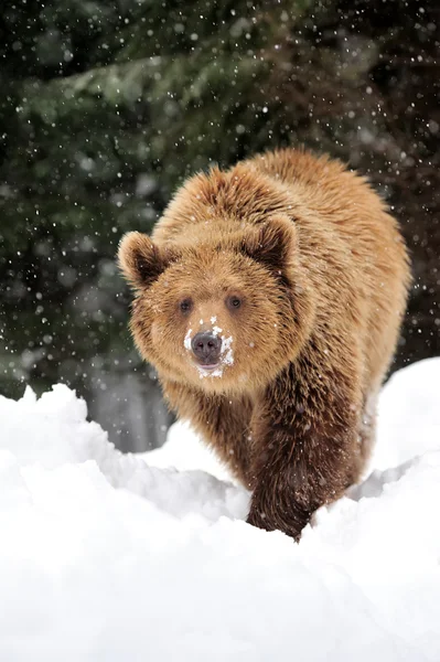 Niedźwiedź — Zdjęcie stockowe