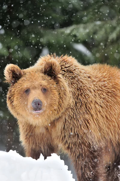 Bear — Stock Photo, Image