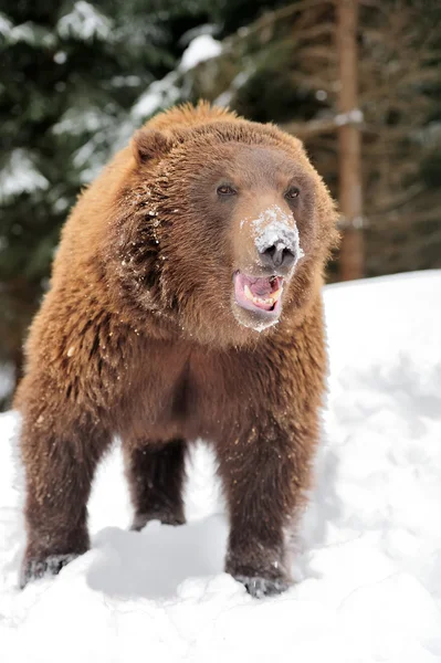 Bär — Stockfoto