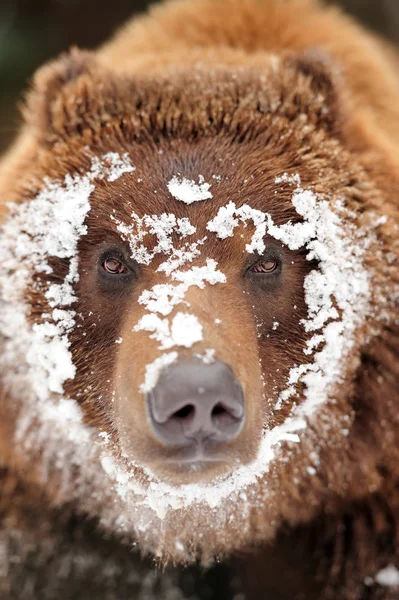 Bear — Stock Photo, Image