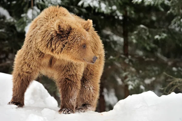 Urso — Fotografia de Stock