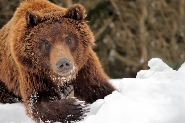 Urso — Fotografia de Stock