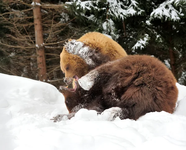 Urso — Fotografia de Stock