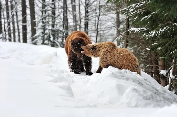 Bär — Stockfoto