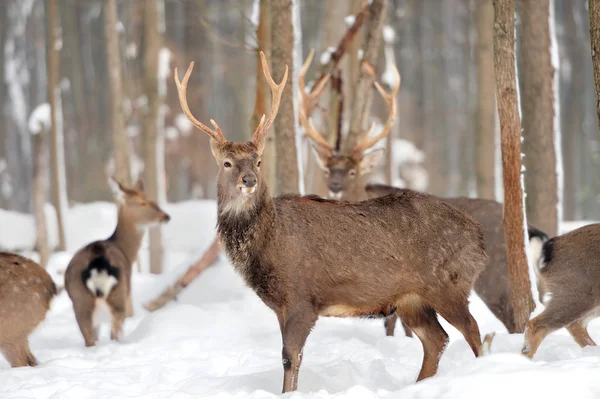 Deer — Stock Photo, Image