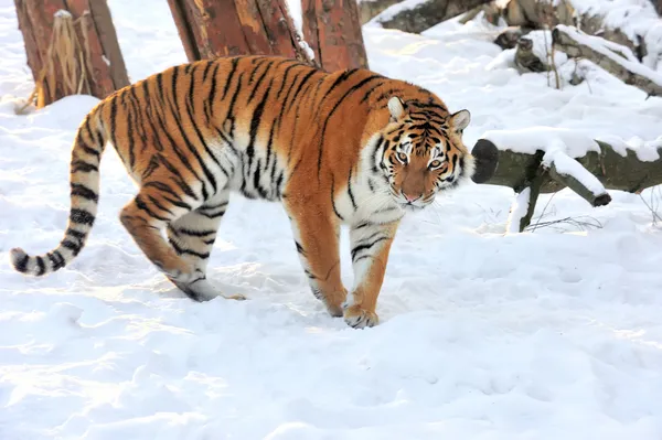 Tijger — Stockfoto