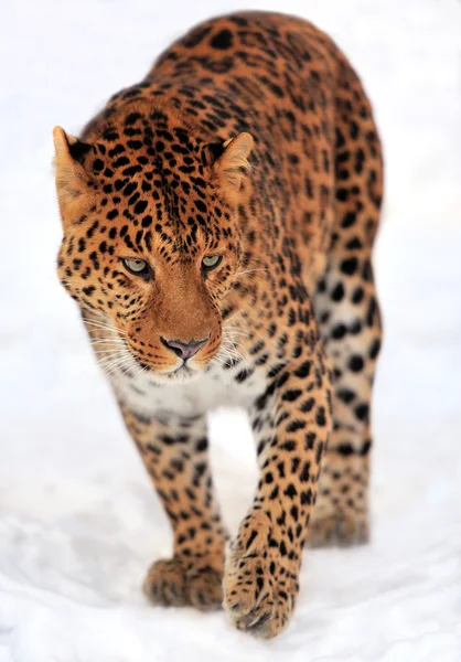 Leopard — Stock Photo, Image