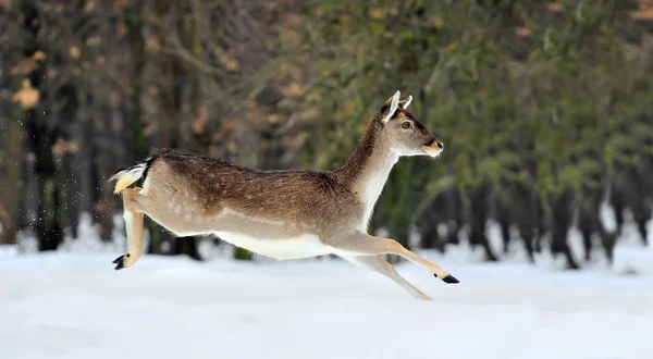 Fallow deer — Stock Photo, Image