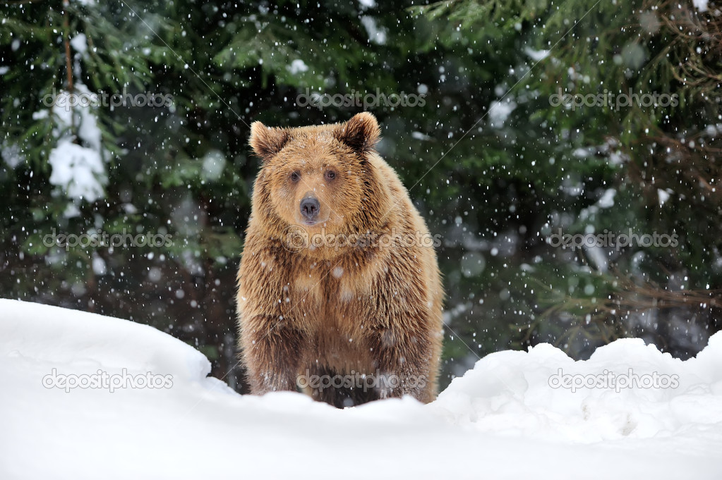 Праздник каждый день - Страница 20 Depositphotos_20692939-stock-photo-bear