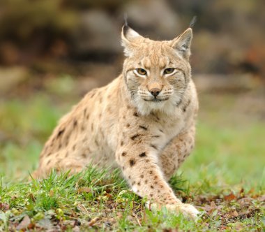 Genç lynx