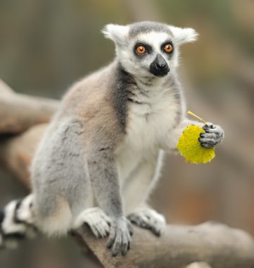 Lemur