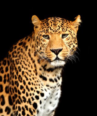 leopar