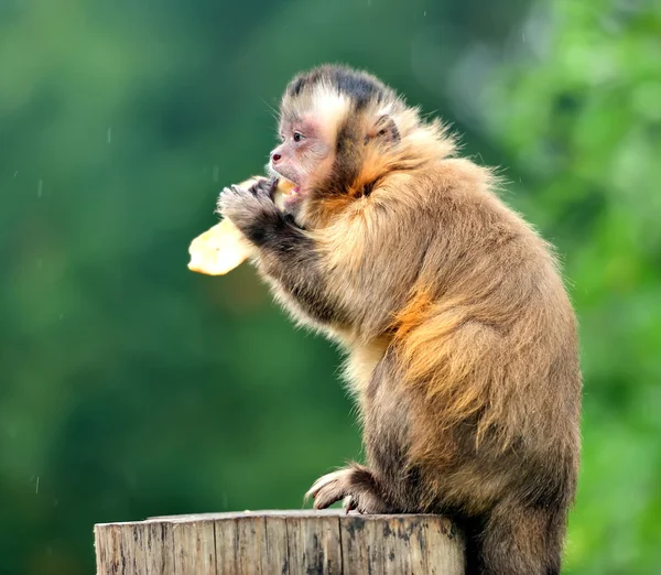 Macaco-prego — Fotografia de Stock