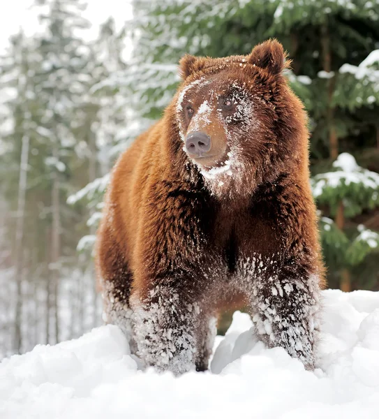 Braunbär — Stockfoto