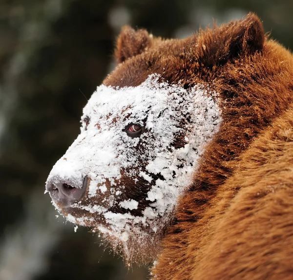 Wild brown bear — Stock Photo, Image