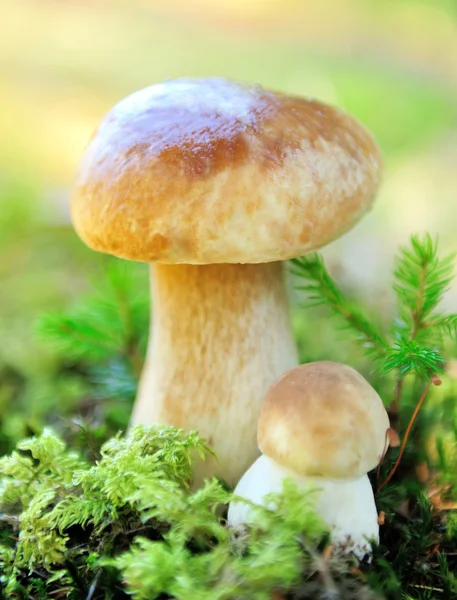 Boletus mushroom — стоковое фото