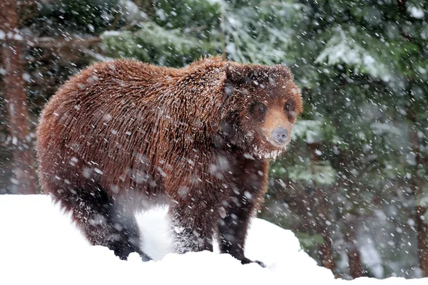 Orso bruno selvatico — Foto Stock