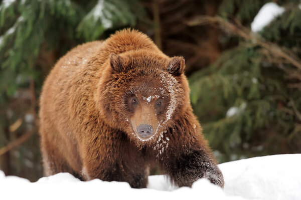 Бурый медведь
