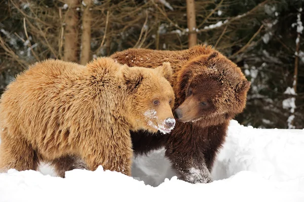 Braunbär — Stockfoto