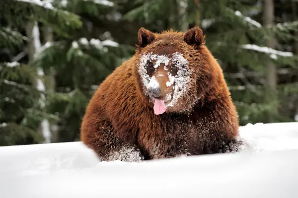 Дикі бурий ведмідь — стокове фото