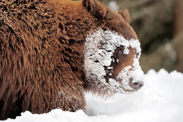 Braunbär — Stockfoto