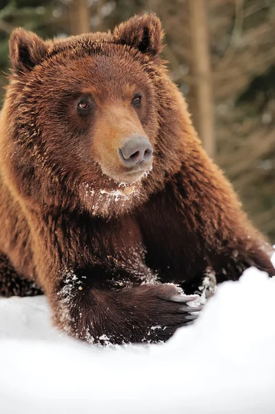 Άγρια καφέ αρκούδα — Φωτογραφία Αρχείου