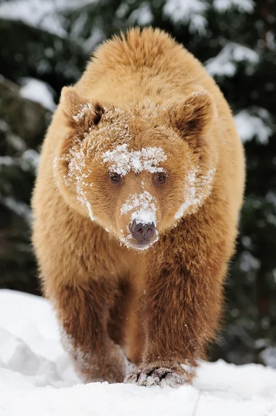 Wild bruine beer — Stockfoto