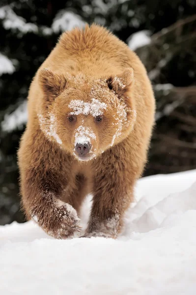 Wild bruine beer — Stockfoto