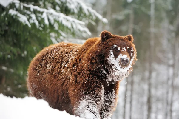 Wild bruine beer — Stockfoto