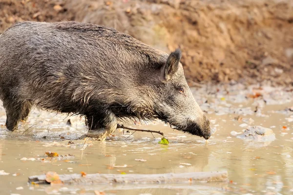 Wildschweine — Stockfoto