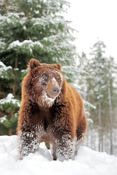 Urso pardo selvagem — Fotografia de Stock